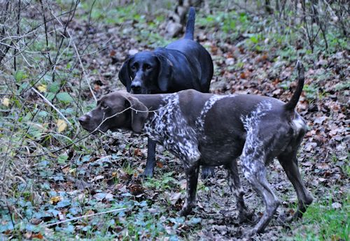
 Two HPRs trained and owned by Hextor Gundogs at work during the shooting season